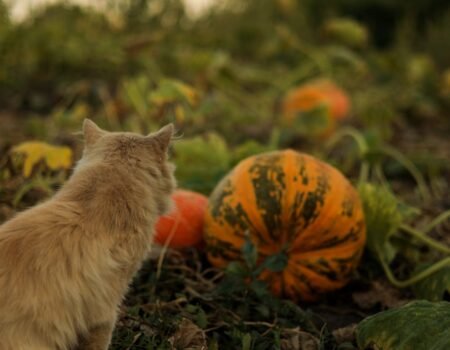 que plantar en octubre