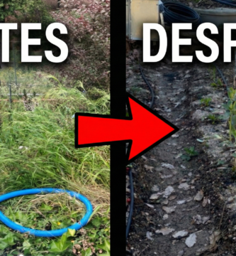 Cómo hacer un huerto en el jardín