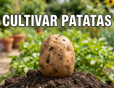 cultivar patatas